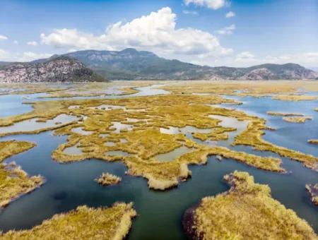 Dalyan Hakkında